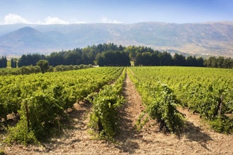 Chateau Musar Vertical Tasting